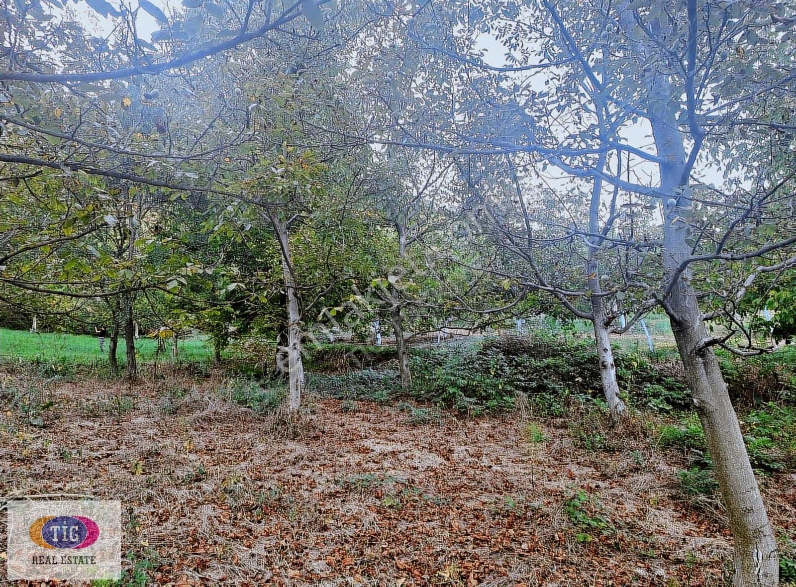 Bursa İnegöl Bahariyede Satılık Ceviz Bahçesi - Görsel 3