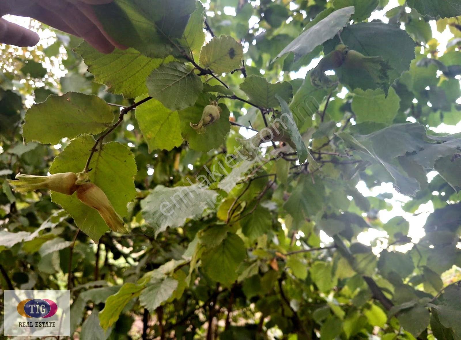 Bursa İnegöl Bahariyede Satılık Ceviz Bahçesi