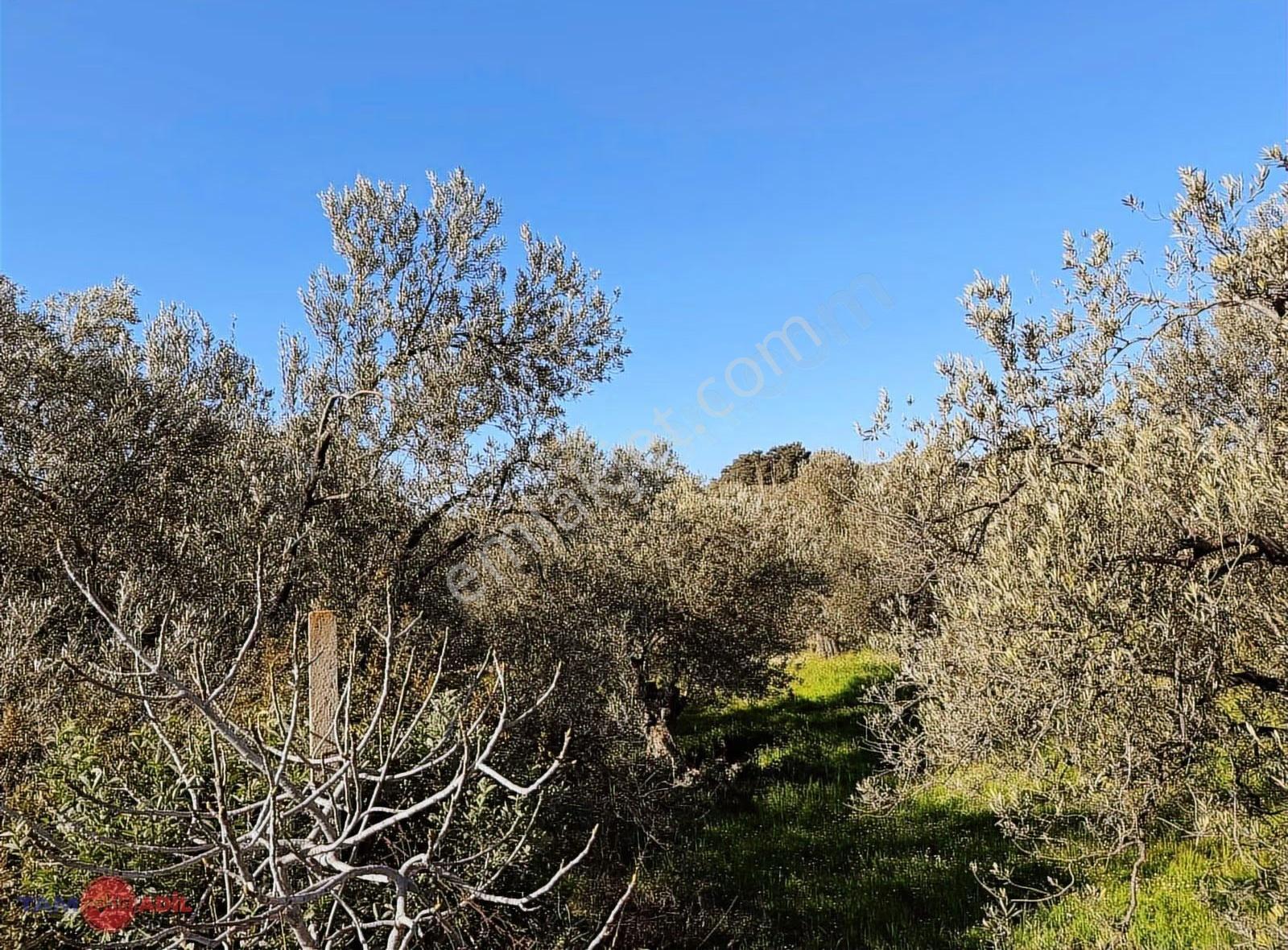 Dikili Bademlide Denize 350 M Ana Yola Sınır Satılık Zeytinlik - Görsel 10