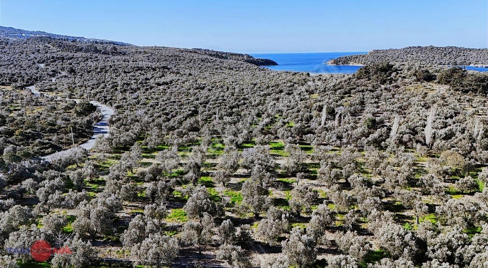 Dikili Bademlide Denize 350 M Ana Yola Sınır Satılık Zeytinlik - Görsel 16