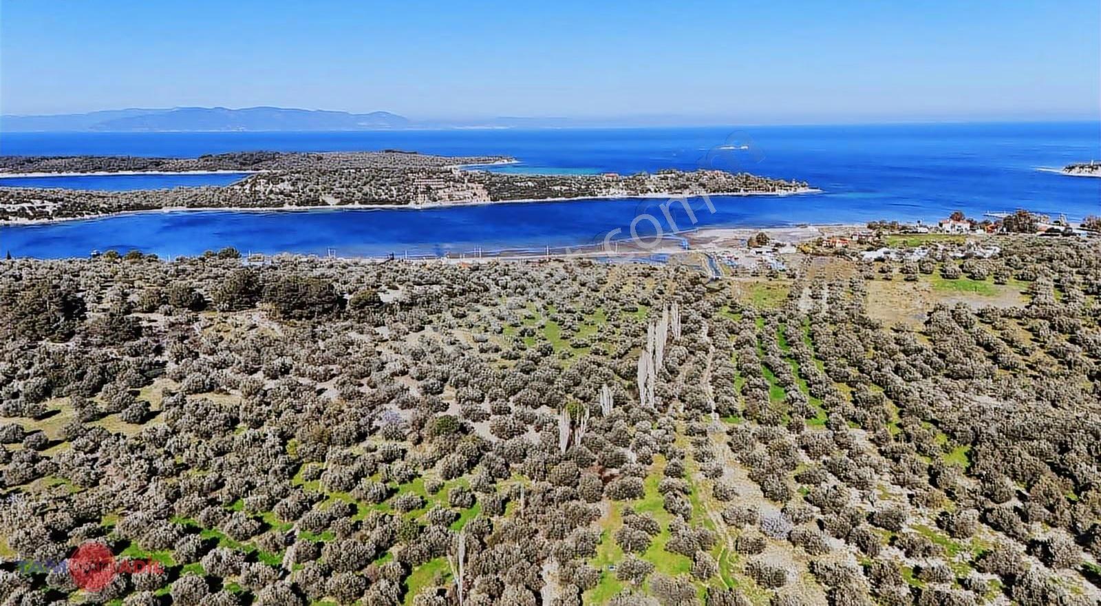 Dikili Bademlide Denize 350 M Ana Yola Sınır Satılık Zeytinlik