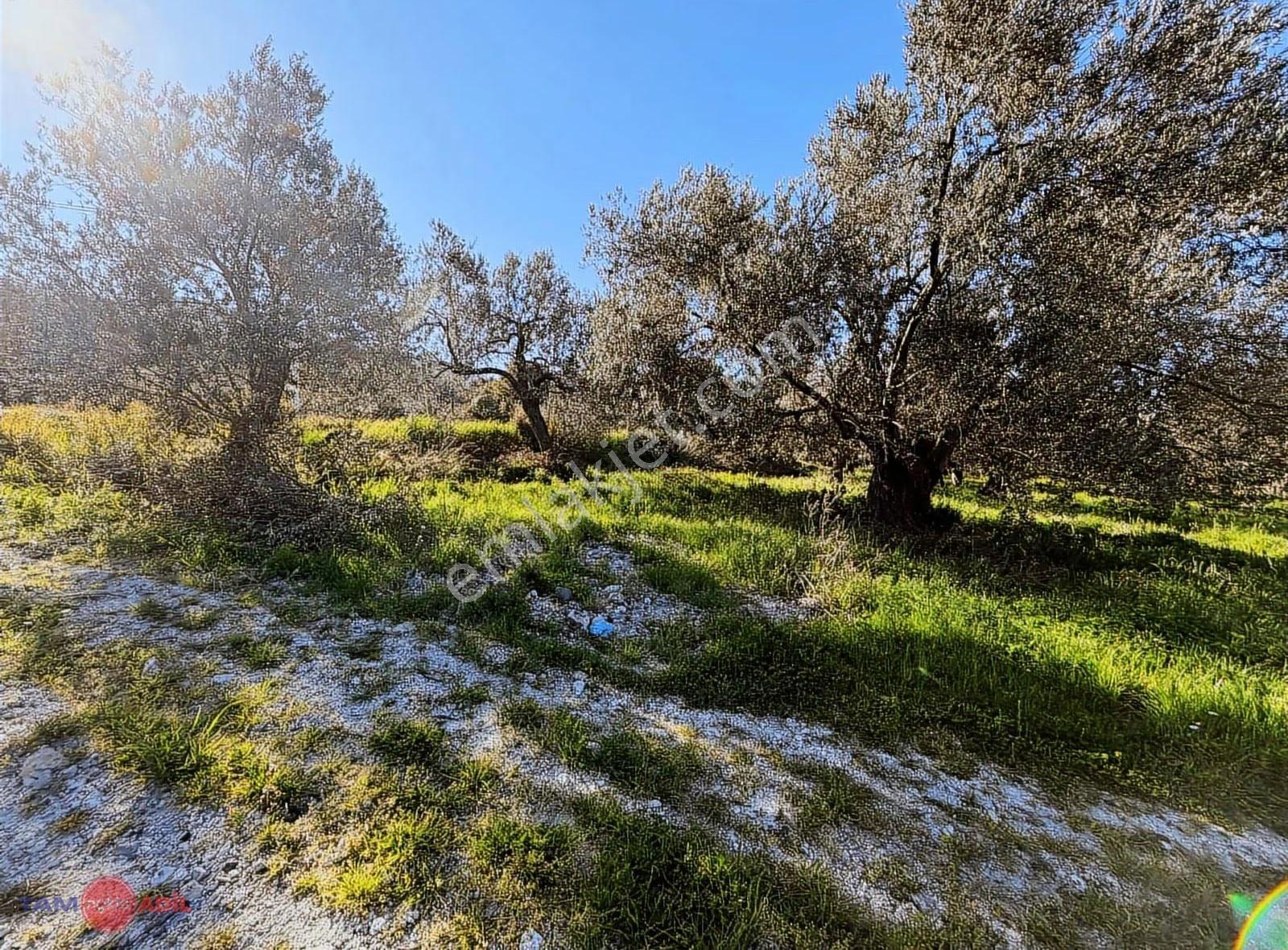 Dikili Bademlide Denize 350 M Ana Yola Sınır Satılık Zeytinlik - Görsel 7