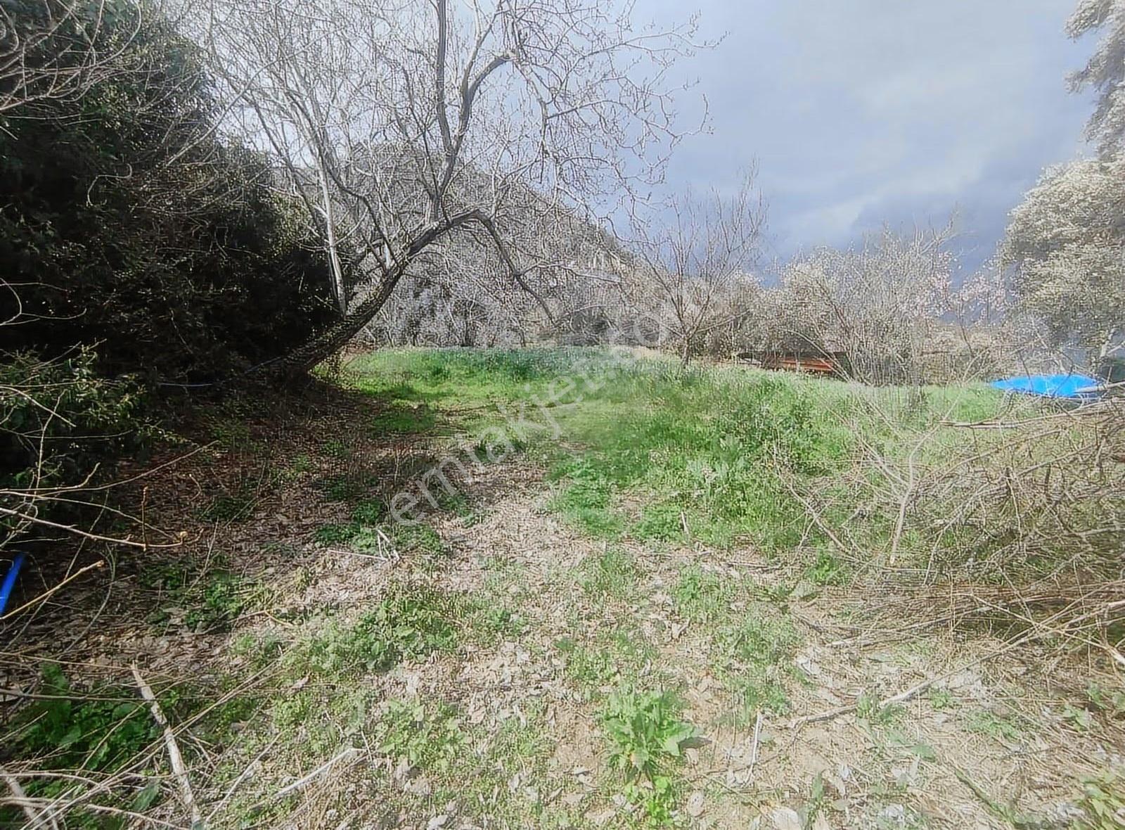 Pek Emlaktan Eğridere De 1265 M2 Satılık Elektrik Olan Bahçe - Görsel 6
