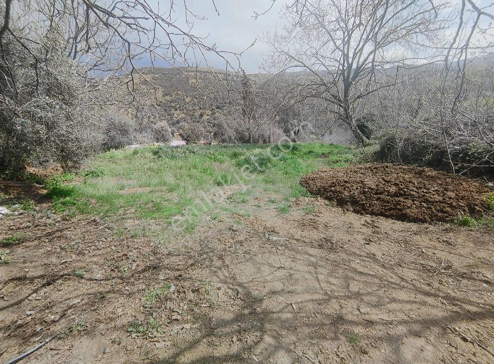 Pek Emlaktan Eğridere De 1265 M2 Satılık Elektrik Olan Bahçe - Görsel 2