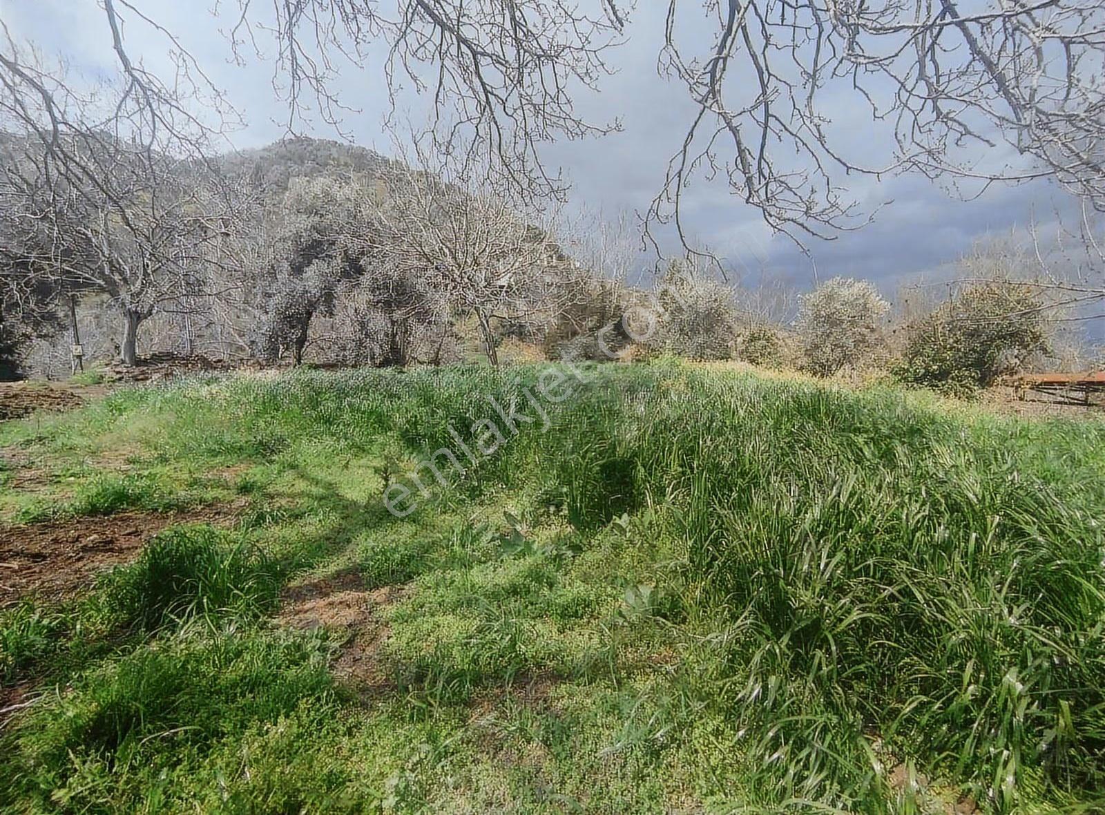 Pek Emlaktan Eğridere De 1265 M2 Satılık Elektrik Olan Bahçe - Görsel 4