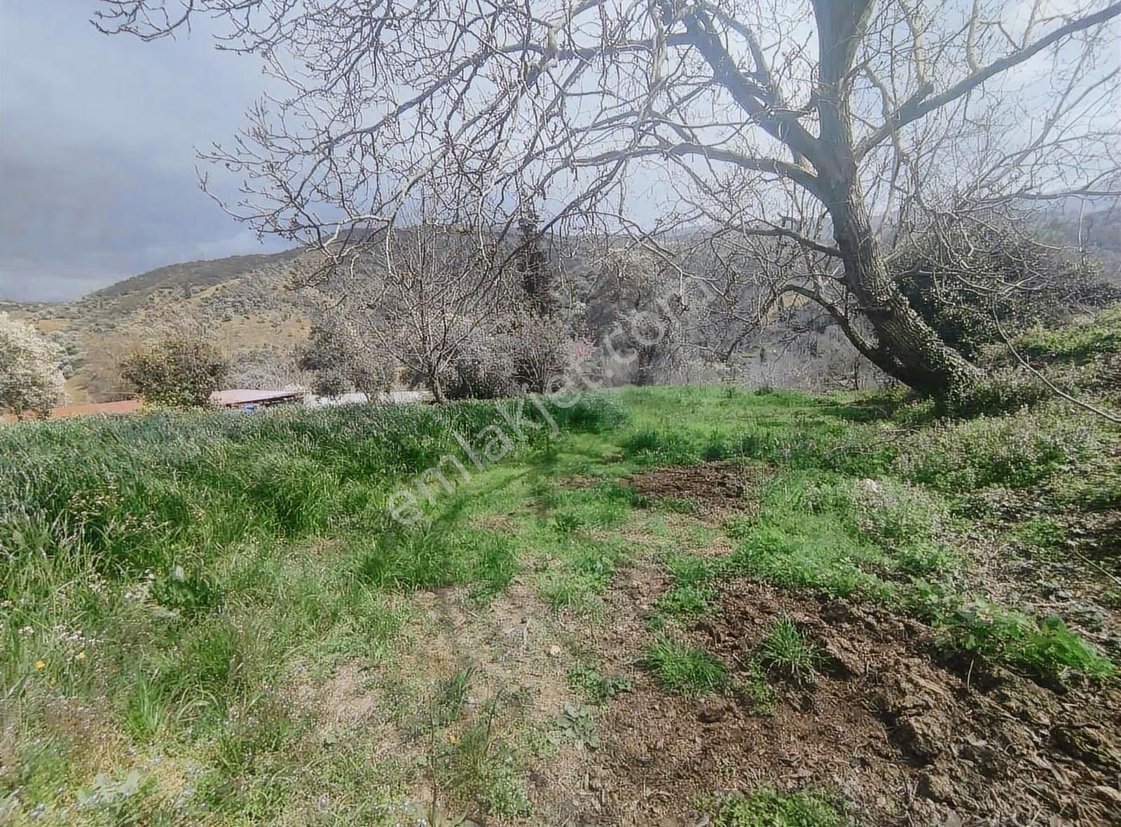 Pek Emlaktan Eğridere De 1265 M2 Satılık Elektrik Olan Bahçe - Görsel 18