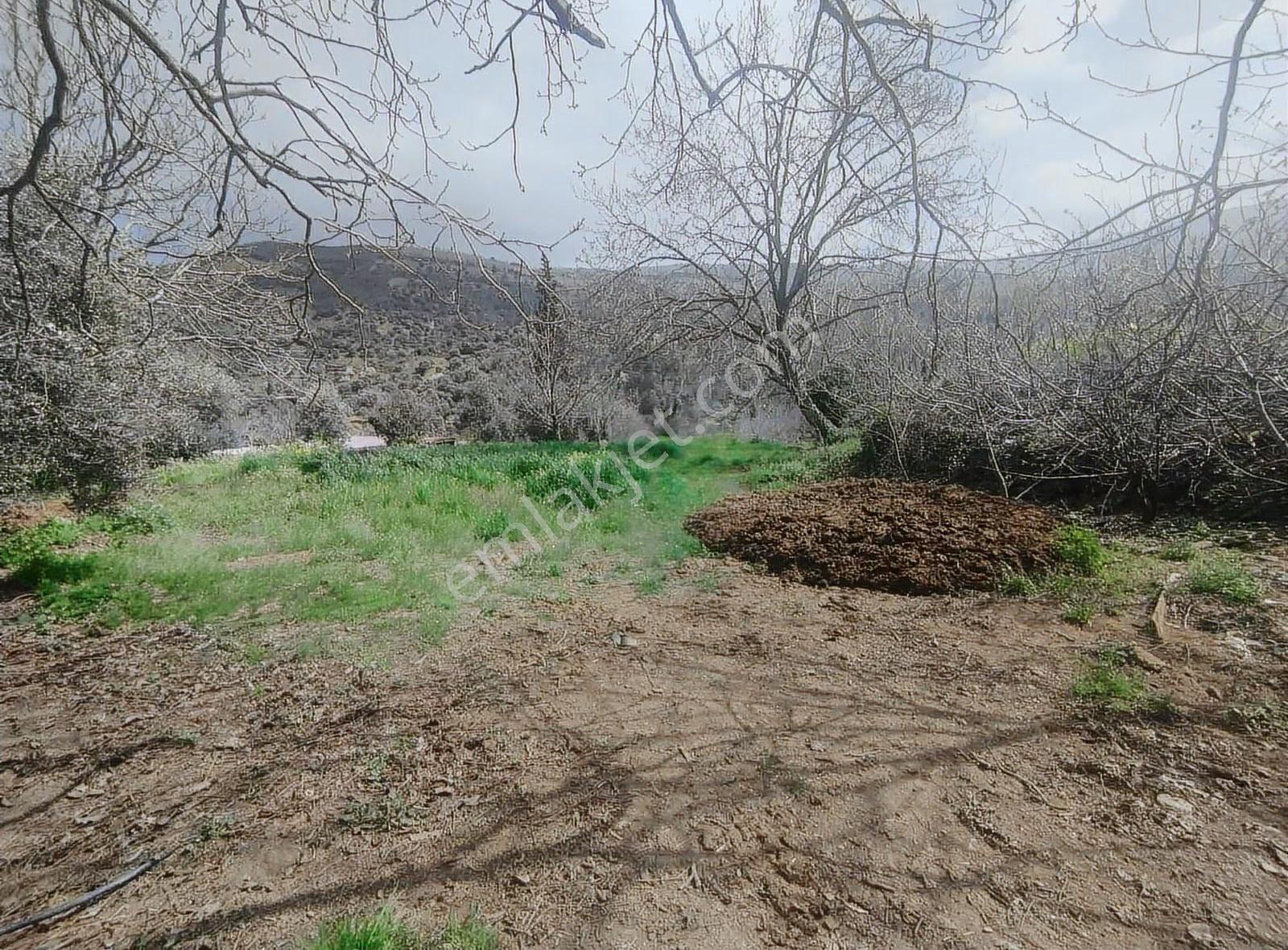 Pek Emlaktan Eğridere De 1265 M2 Satılık Elektrik Olan Bahçe - Görsel 7
