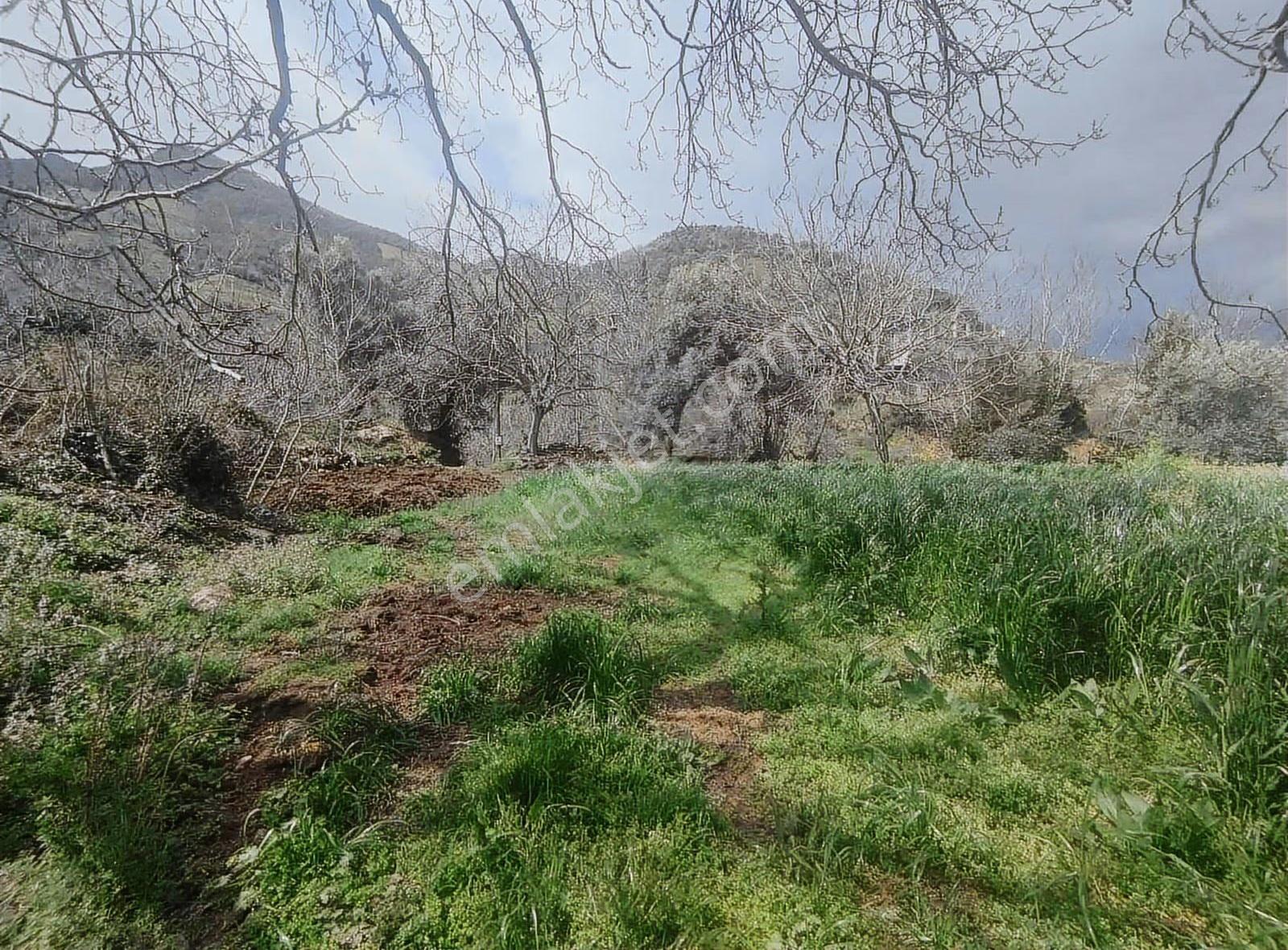 Pek Emlaktan Eğridere De 1265 M2 Satılık Elektrik Olan Bahçe - Görsel 12