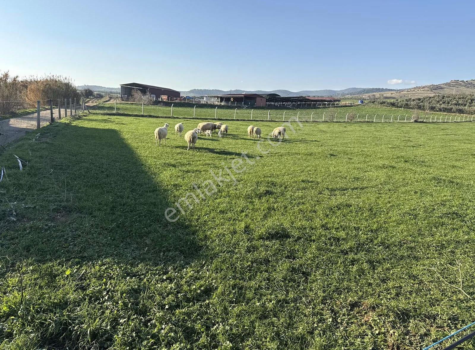 Pek Emlaktan 9300 M2 Tek Satılık Müstakil Ev Ve Arazi - Görsel 18
