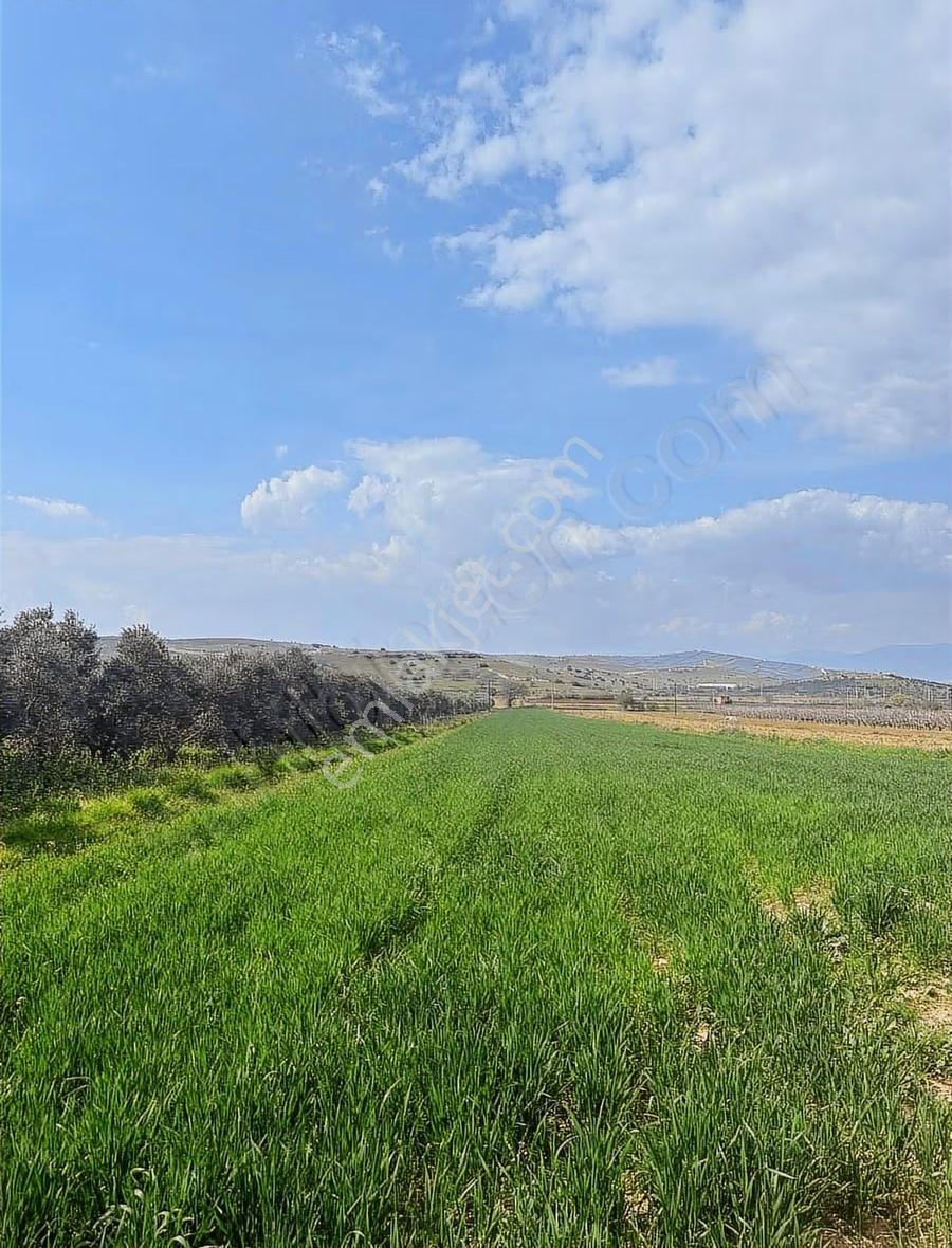 Pek Emlaktan Tire Alacalıda 6050 M2 Satılık Köy Yakını Tarla - Görsel 2