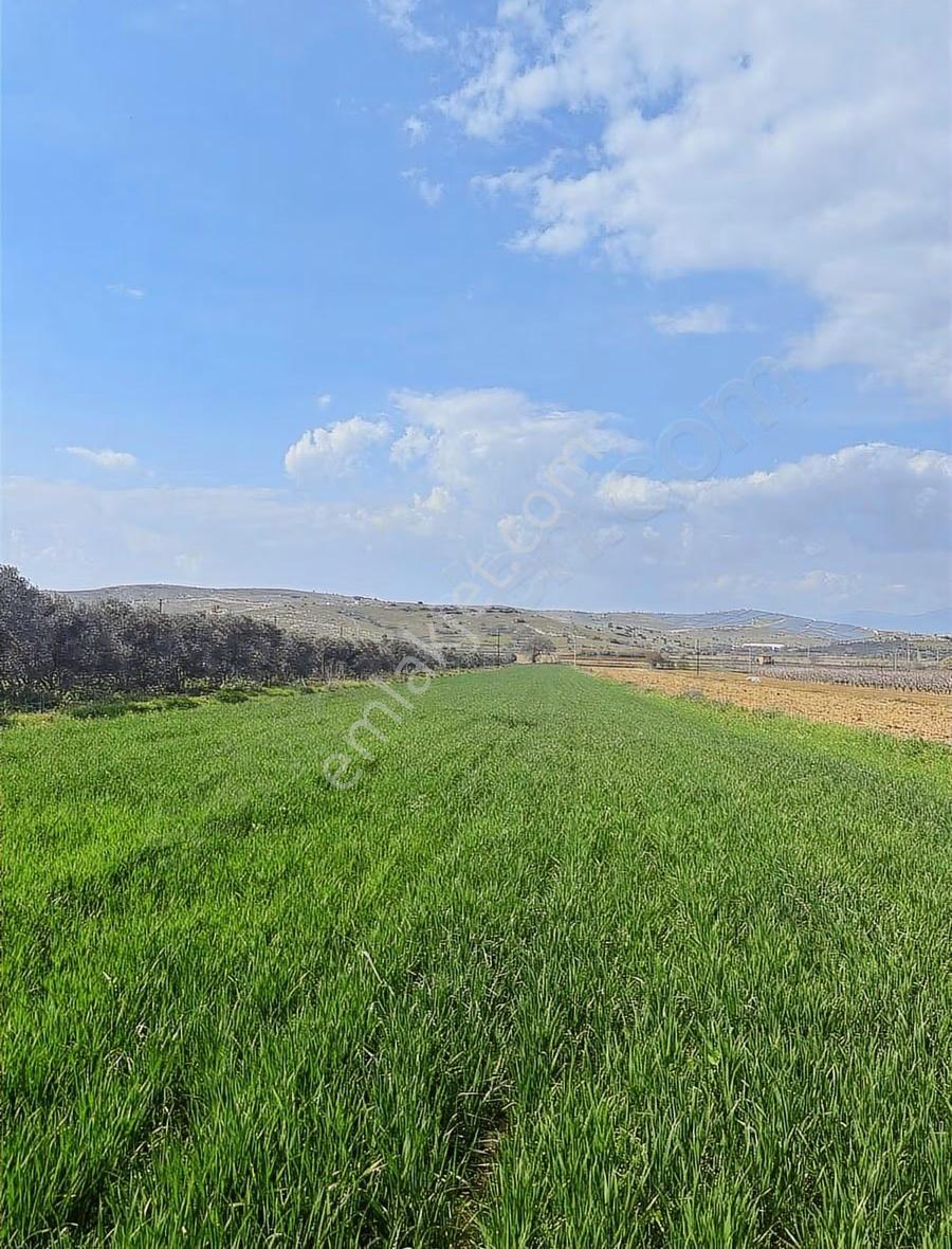 Pek Emlaktan Tire Alacalıda 6050 M2 Satılık Köy Yakını Tarla - Görsel 7