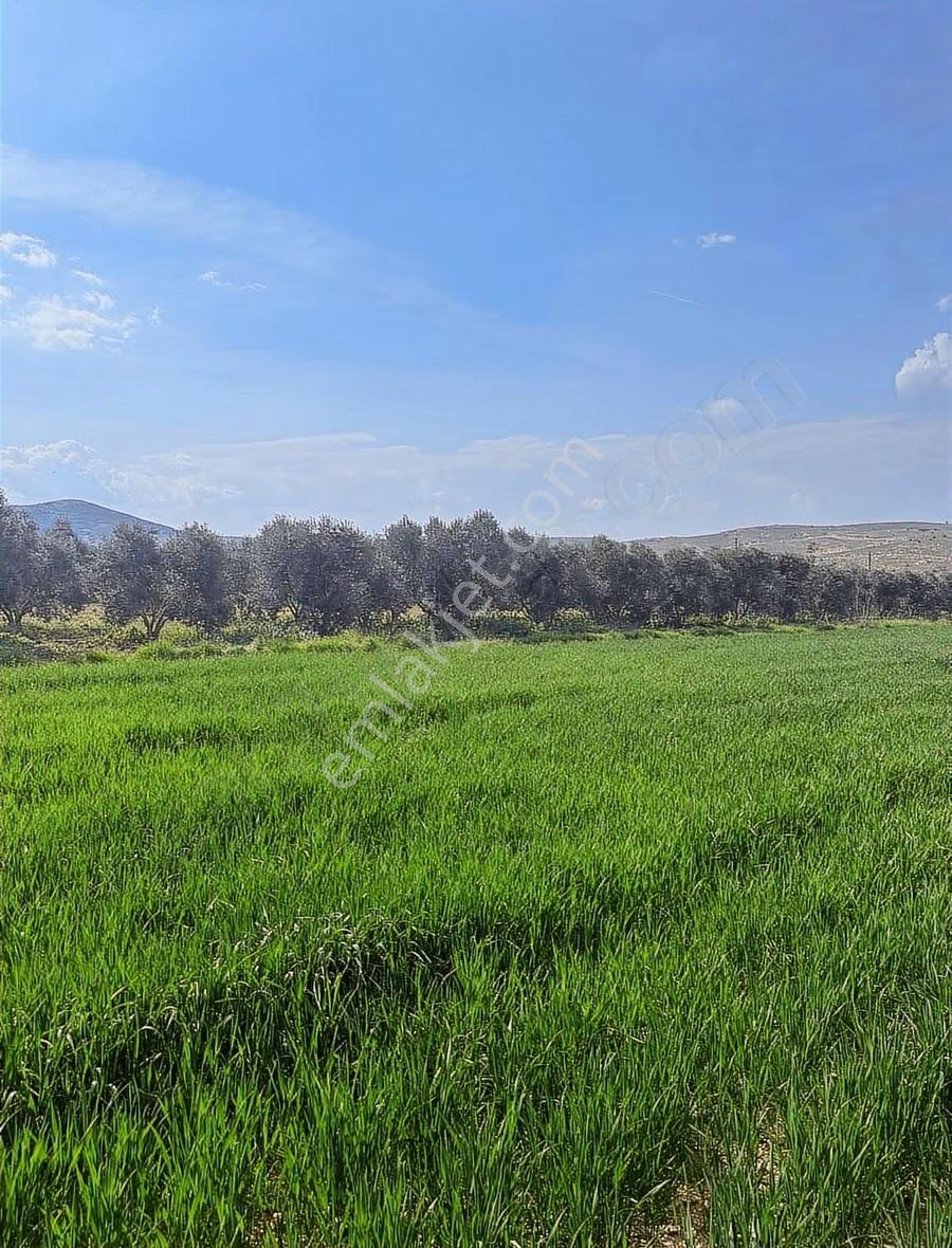 Pek Emlaktan Tire Alacalıda 6050 M2 Satılık Köy Yakını Tarla - Görsel 9