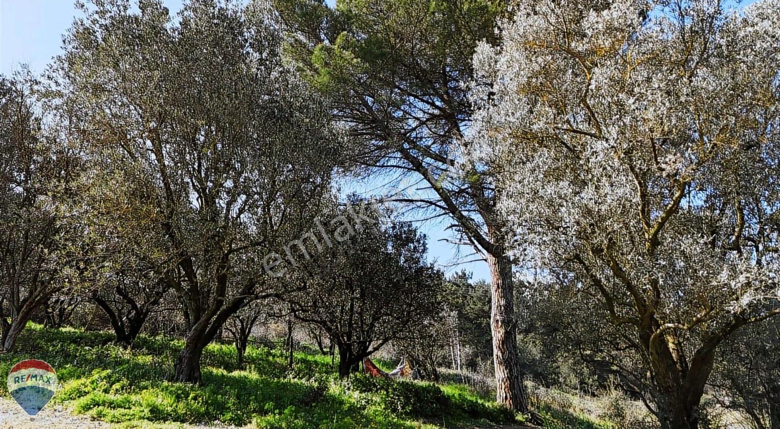Oksijen Deposu Alifuatta Süper Lokasyonda İmarlı Arsa - Görsel 20