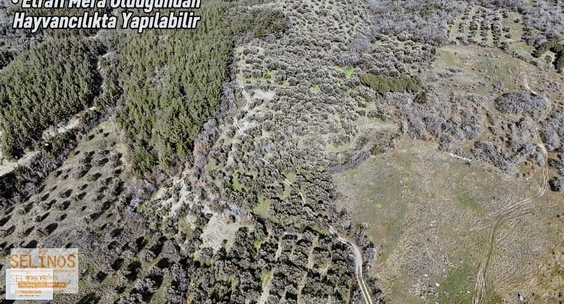 Dereköy 'de 10.365 M2 Satılık Zeytinlik - Görsel 7