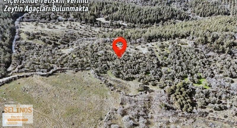 Dereköy 'de 10.365 M2 Satılık Zeytinlik - Görsel 2