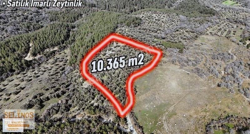 Dereköy 'de 10.365 M2 Satılık Zeytinlik