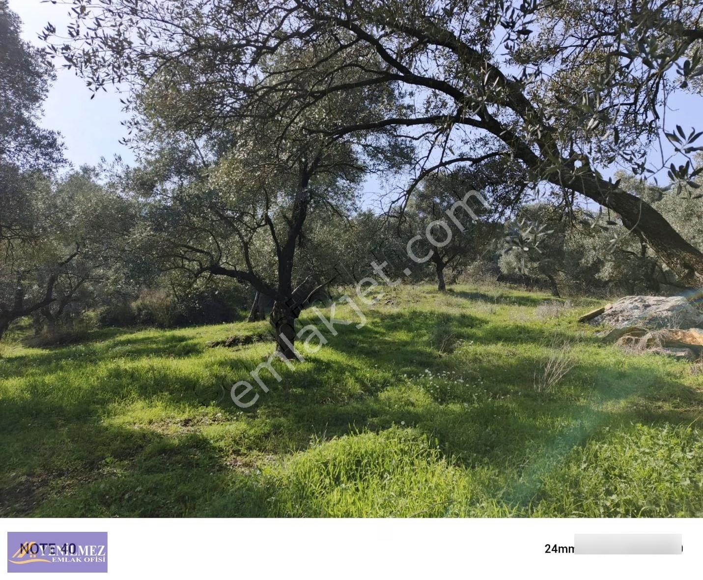 Asfalt Yol Kenarı Satılık Zeytin Bahçesi - Görsel 5