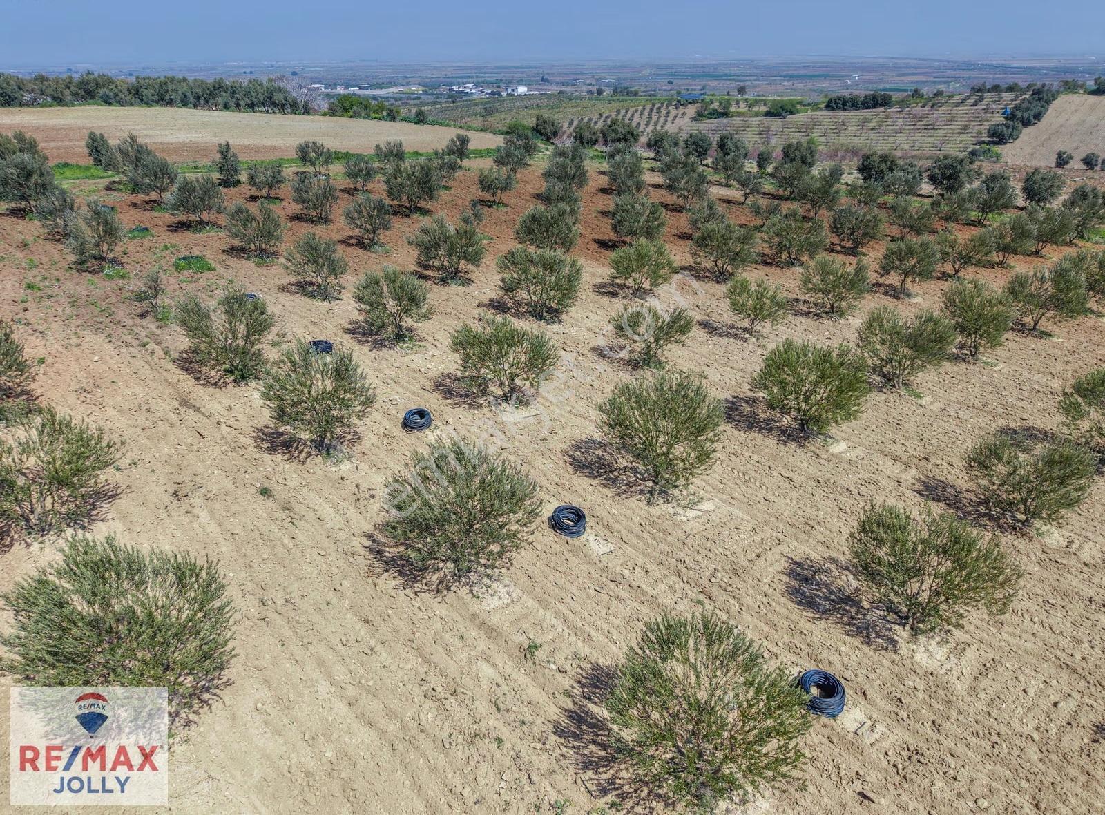 Manisa Sancaklı Bozköy Satılık Tarla 12.000 M² Re/max Jolly - Görsel 5