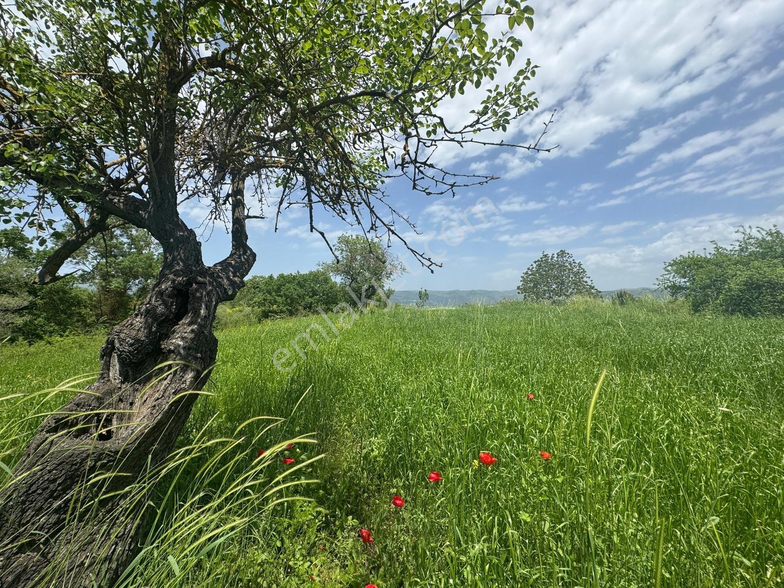 Kösehoroz 1900 M2 Köy Civarı Tarla - Görsel 9