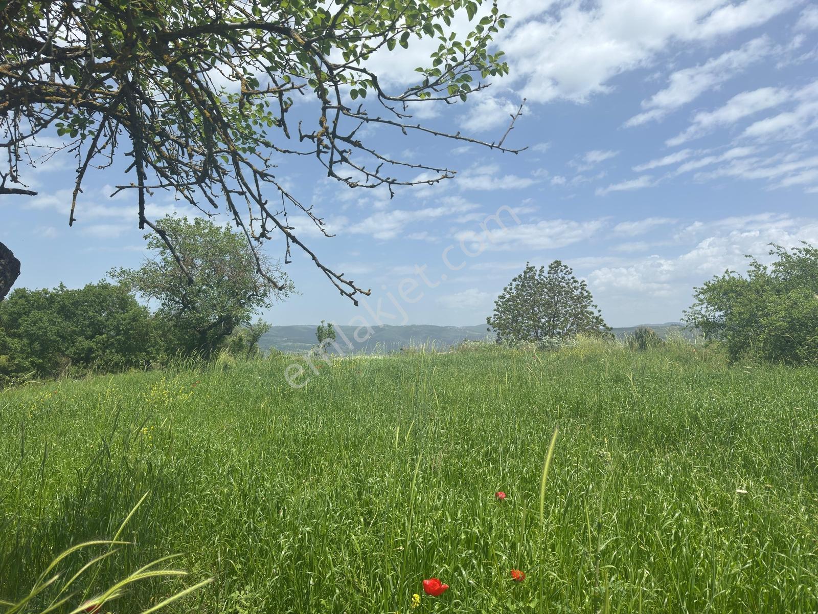 Kösehoroz 1900 M2 Köy Civarı Tarla - Görsel 7