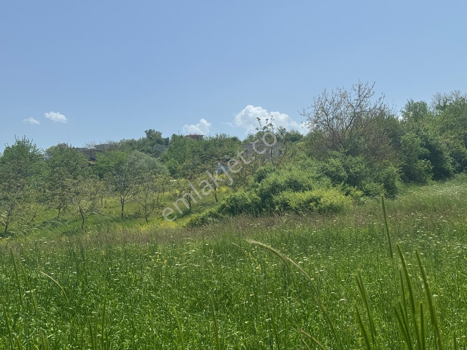 Kösehoroz 1900 M2 Köy Civarı Tarla - Görsel 4