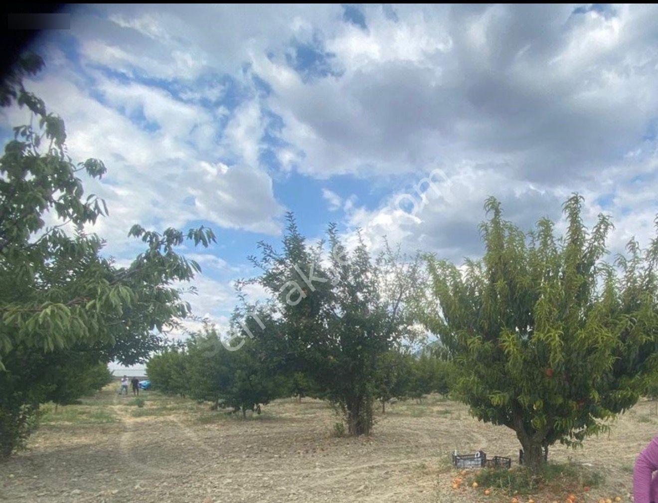 Satilik Bahçe