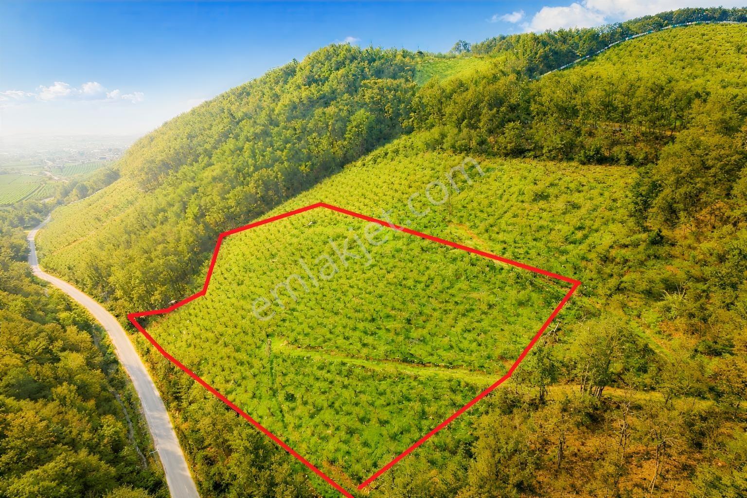 Öğretmenden Muncurlu Da 13.571m2 Satılık Tarla