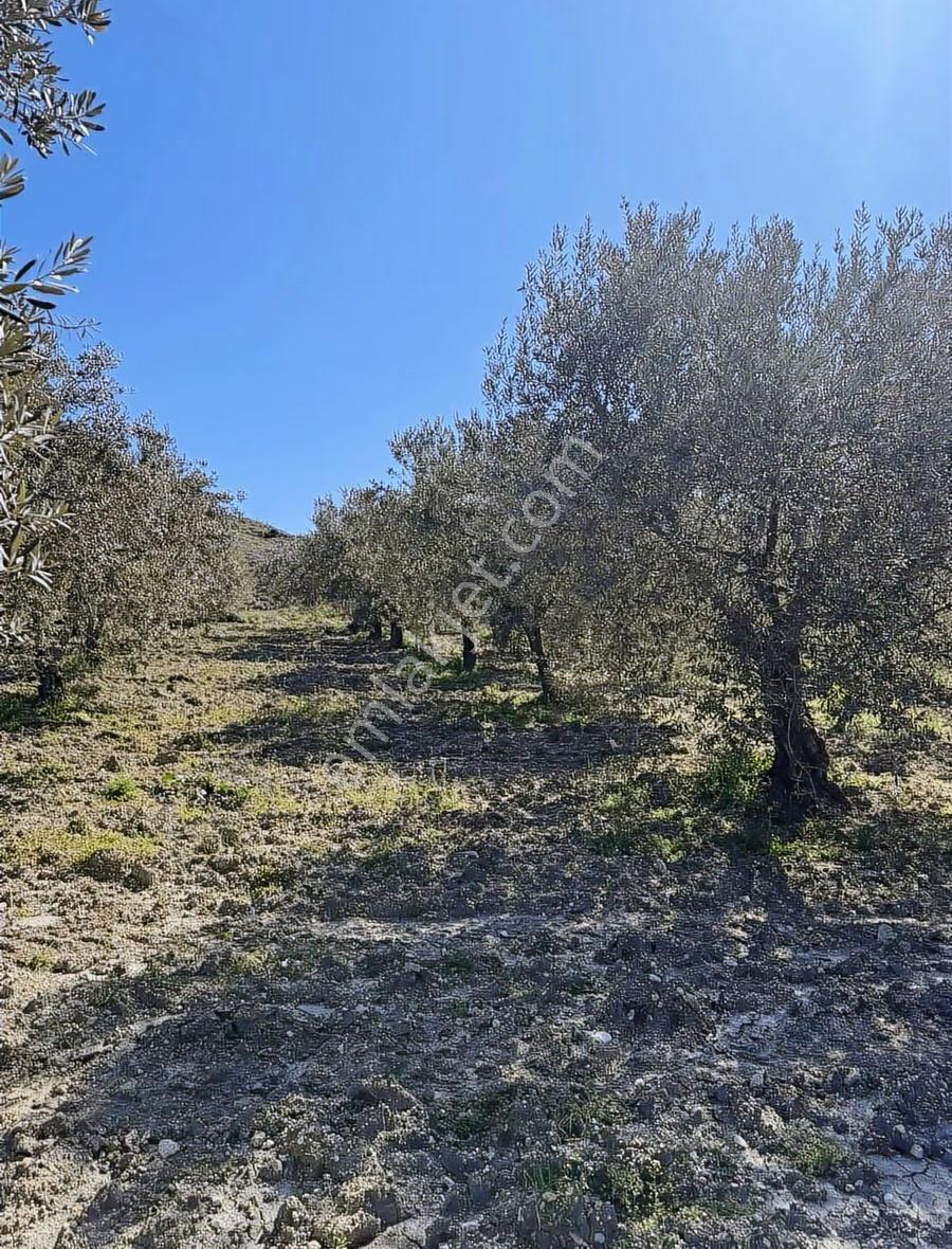 Dostlardan Dereköyde Satılık Zeytinlik - Görsel 12
