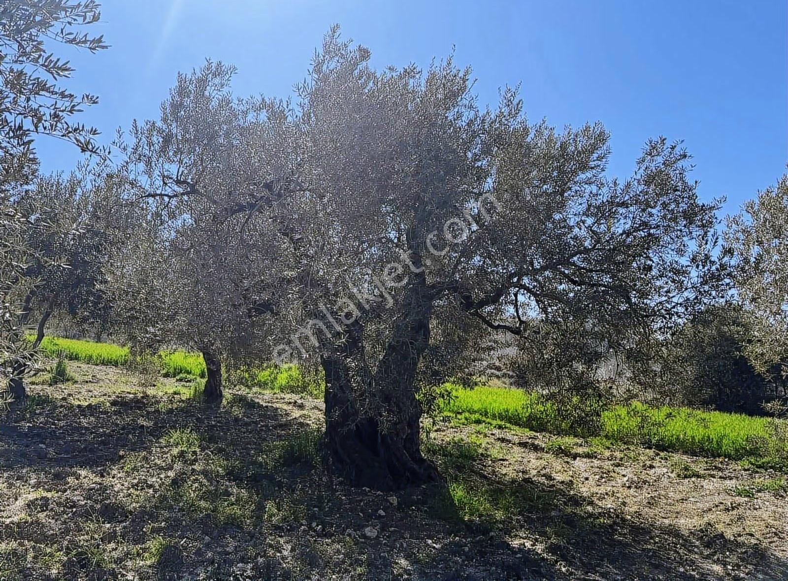 Dostlardan Dereköyde Satılık Zeytinlik - Görsel 8