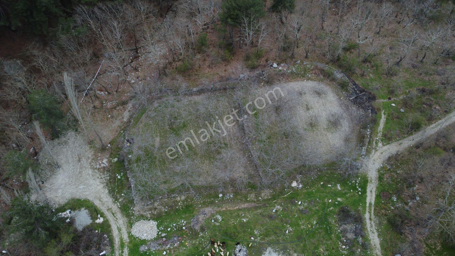 📣 Kuyucak Gencellidere’de Satılık 2.285 M2 Ceviz Bahçesi 📣 - Görsel 5