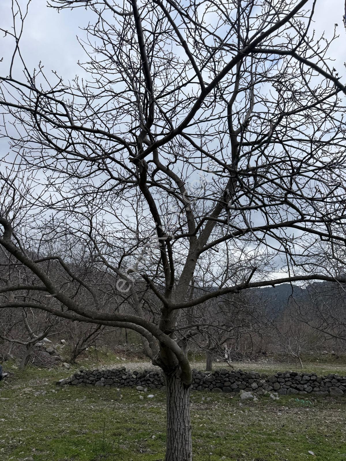 📣 Kuyucak Gencellidere’de Satılık 2.285 M2 Ceviz Bahçesi 📣 - Görsel 14