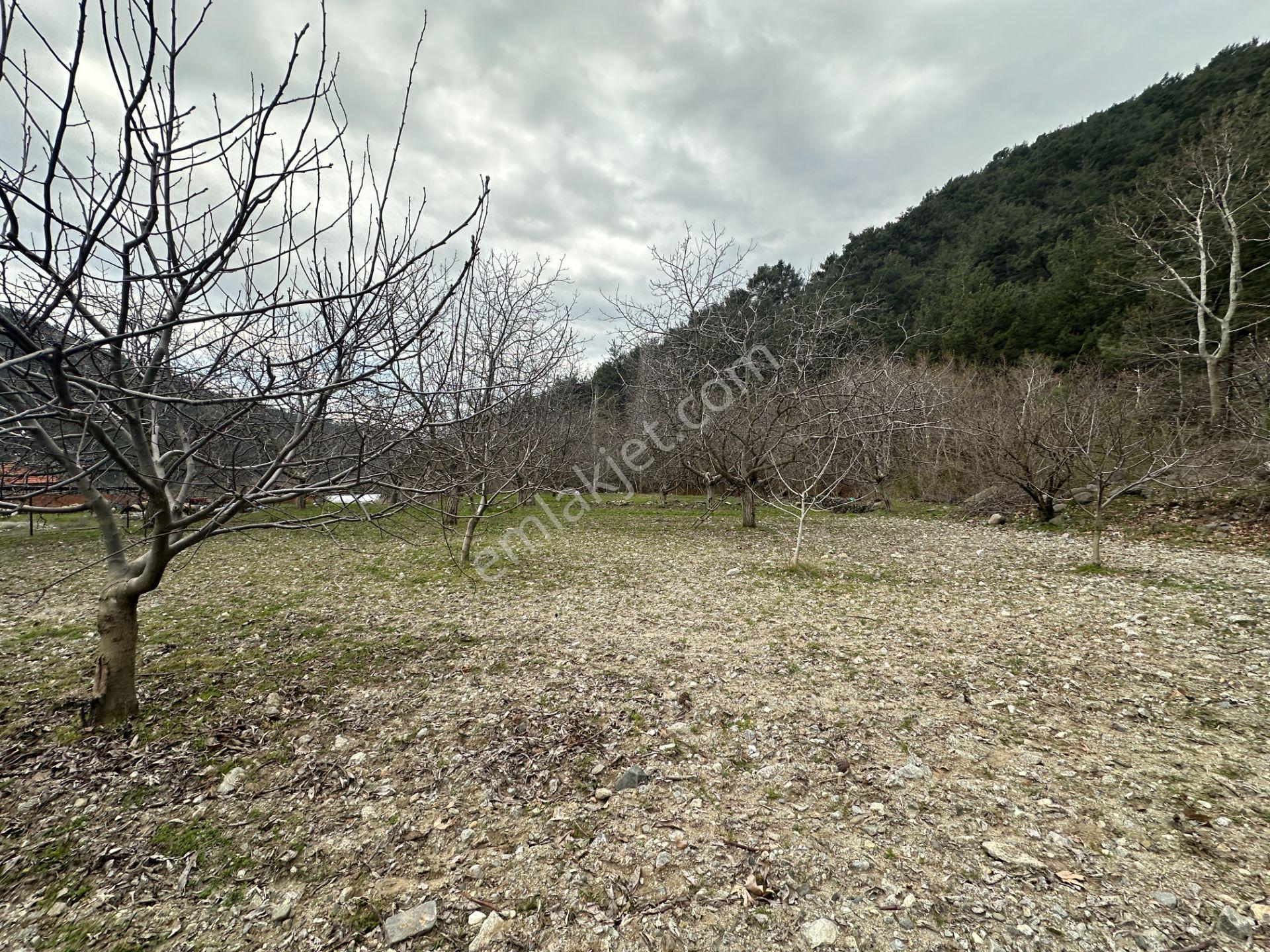 📣 Kuyucak Gencellidere’de Satılık 2.285 M2 Ceviz Bahçesi 📣 - Görsel 10