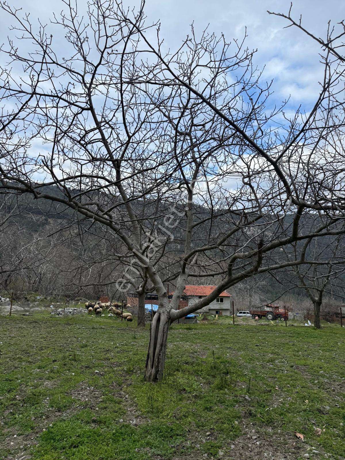 📣 Kuyucak Gencellidere’de Satılık 2.285 M2 Ceviz Bahçesi 📣 - Görsel 15