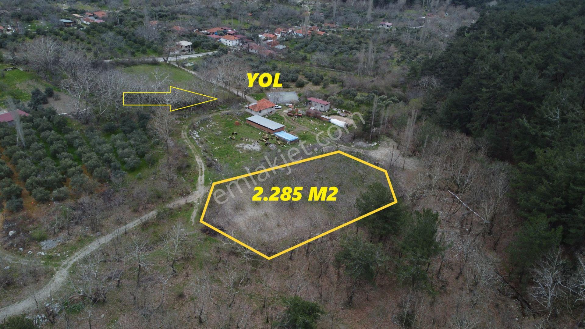 📣 Kuyucak Gencellidere’de Satılık 2.285 M2 Ceviz Bahçesi 📣