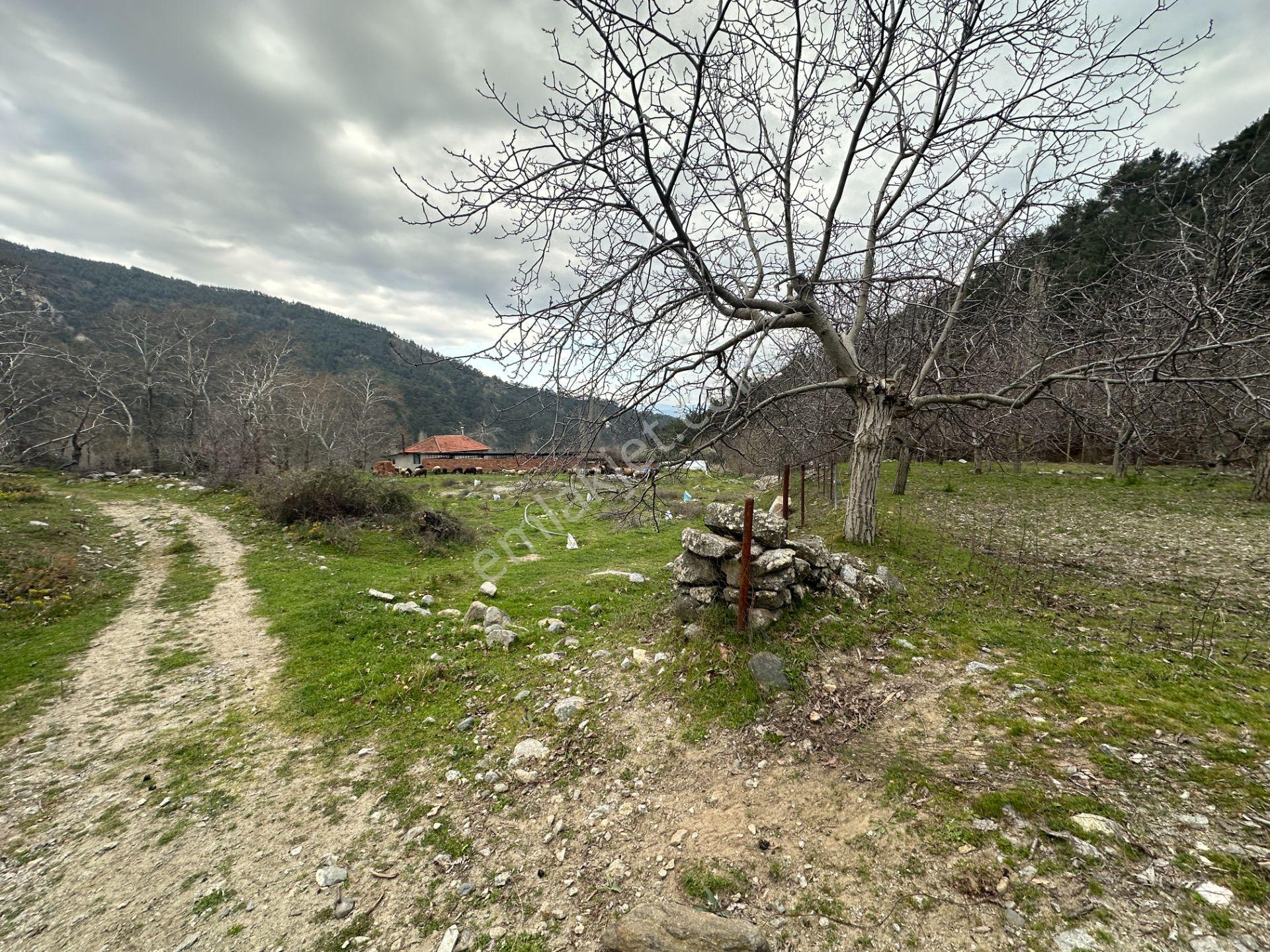 📣 Kuyucak Gencellidere’de Satılık 2.285 M2 Ceviz Bahçesi 📣 - Görsel 11