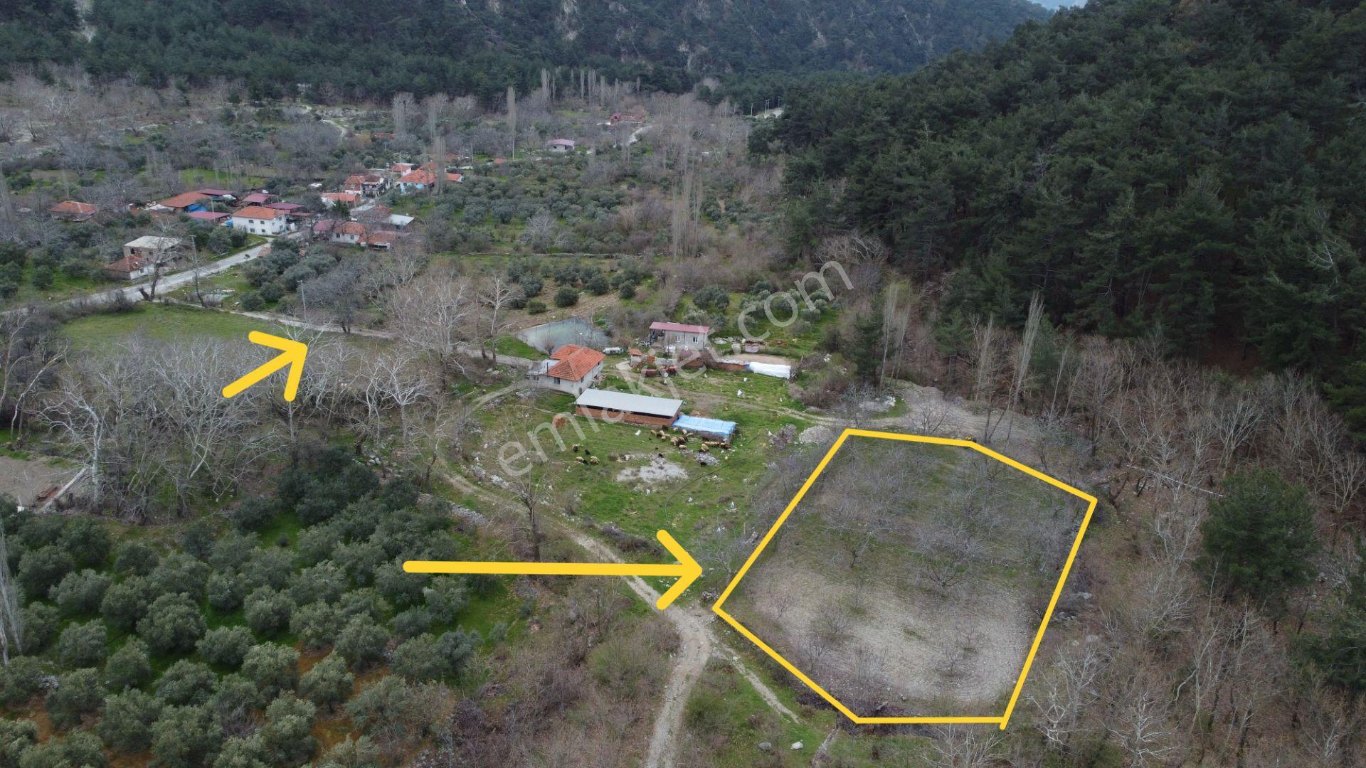 📣 Kuyucak Gencellidere’de Satılık 2.285 M2 Ceviz Bahçesi 📣 - Görsel 2