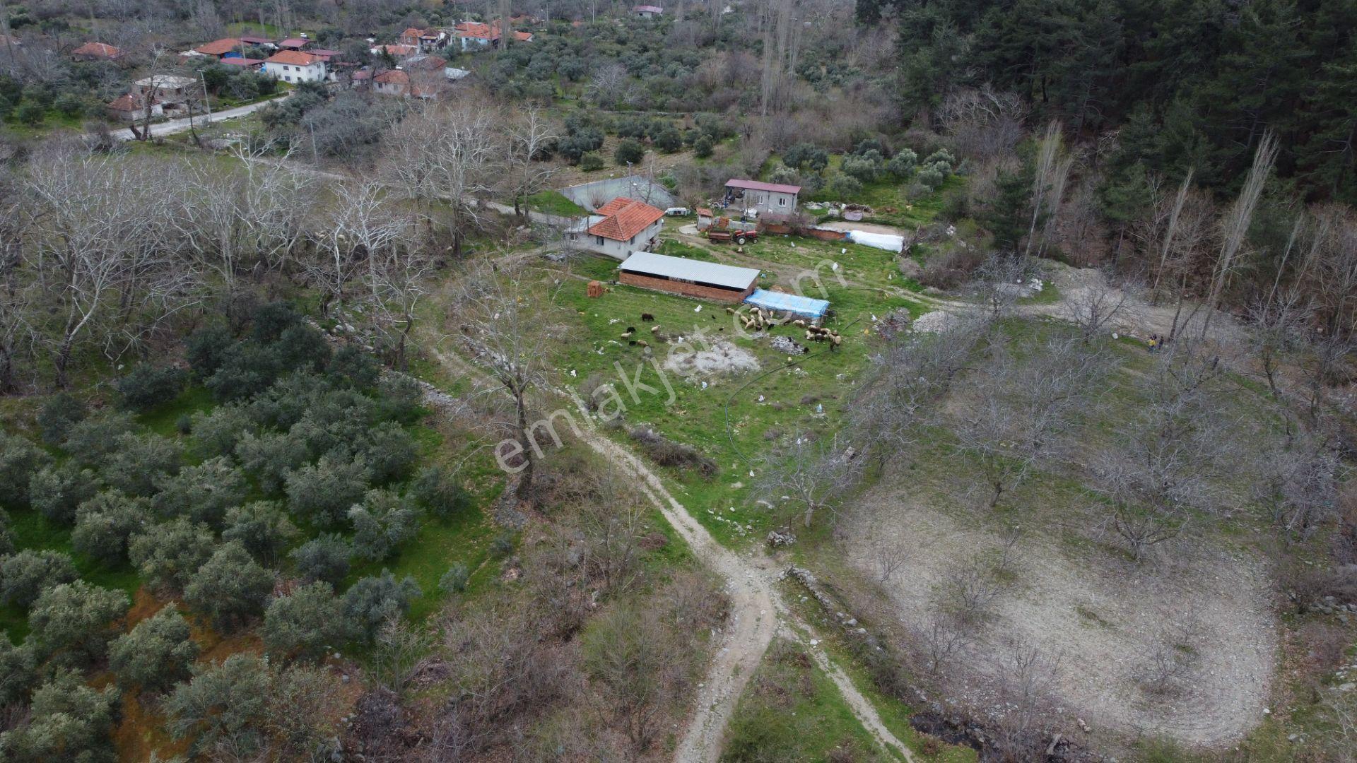 📣 Kuyucak Gencellidere’de Satılık 2.285 M2 Ceviz Bahçesi 📣 - Görsel 6