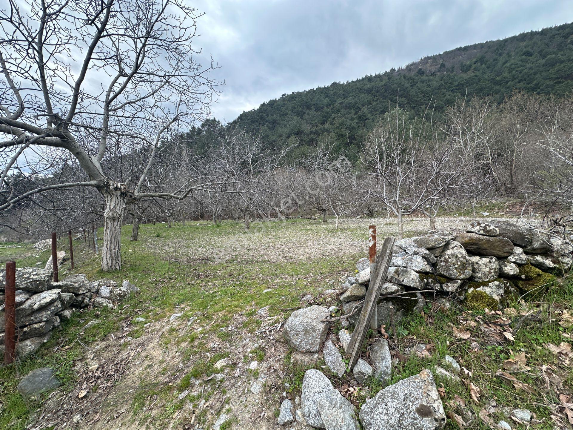📣 Kuyucak Gencellidere’de Satılık 2.285 M2 Ceviz Bahçesi 📣 - Görsel 12