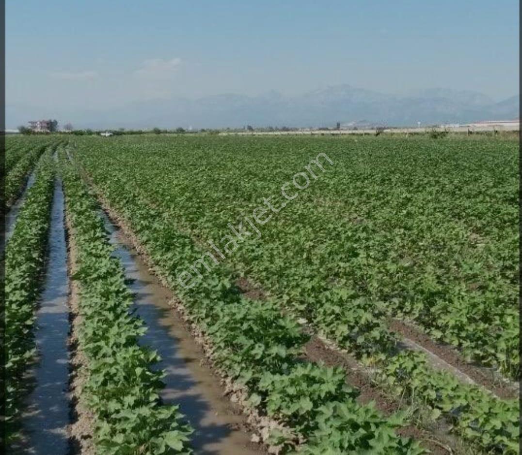 Söke Mimarsan Emlak, Aydın Söke Doğanbey'de Satılık Tarla - Görsel 10