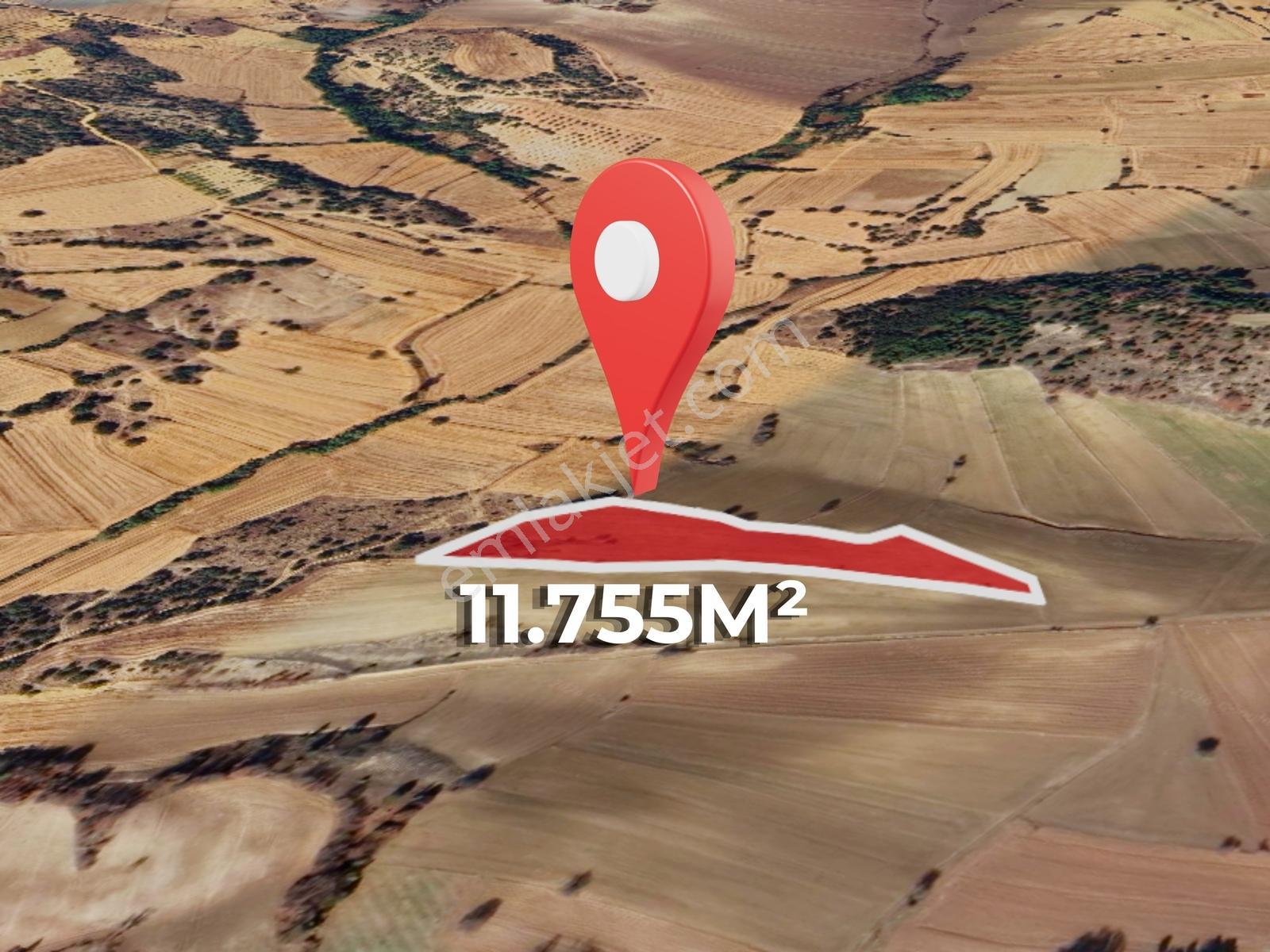 Uğur Şahin'den Taraklı'da 11.755 5 Yıllık Bakımlı Ceviz Bahçesi - Görsel 2
