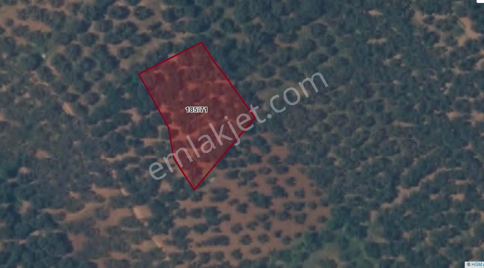Century 21 Bal'dan Bandırma Edincik Mahallesinde Satılık Zeytinlik - Görsel 2