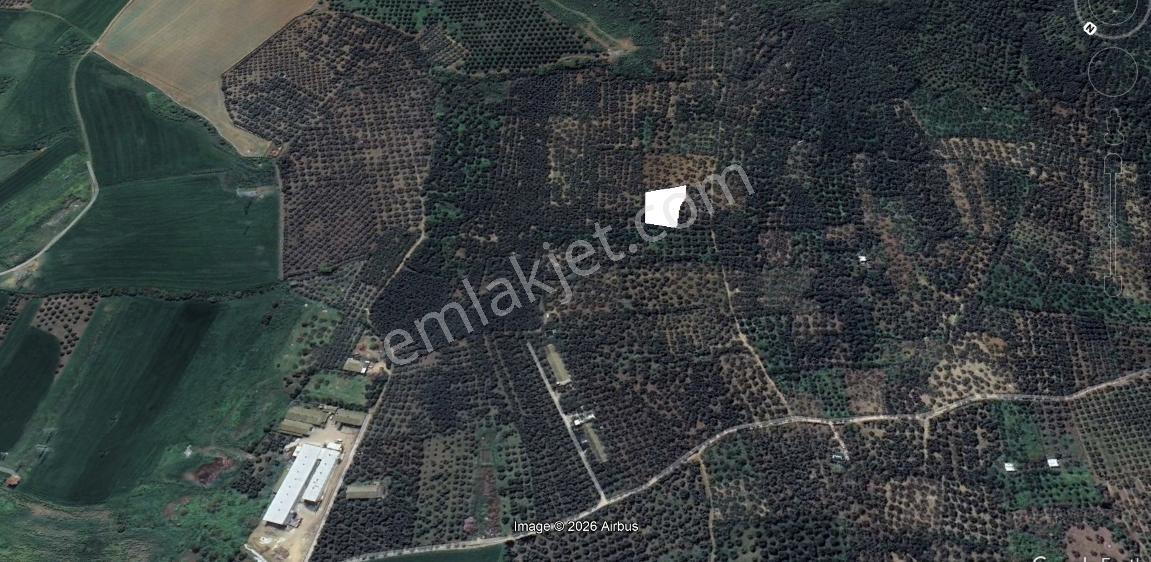 Century 21 Bal'dan Bandırma Edincik Mahallesinde Satılık Zeytinlik - Görsel 15