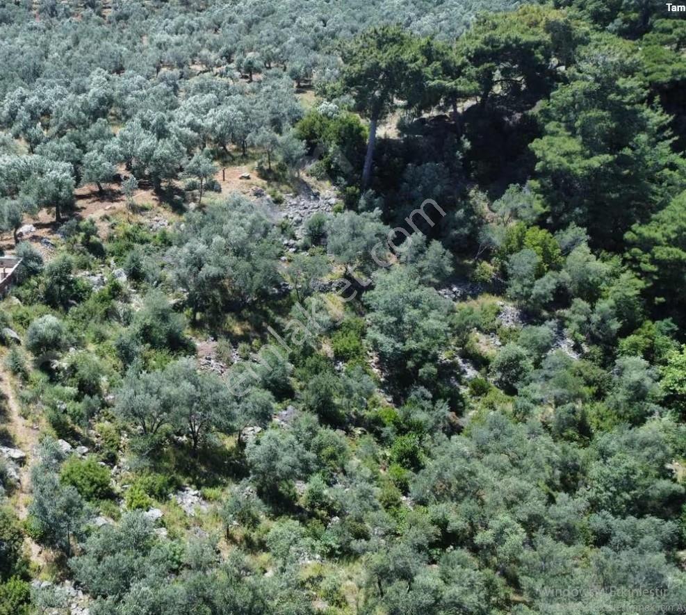 Avcılar Üstü Arıtaşında Zeytinlik
