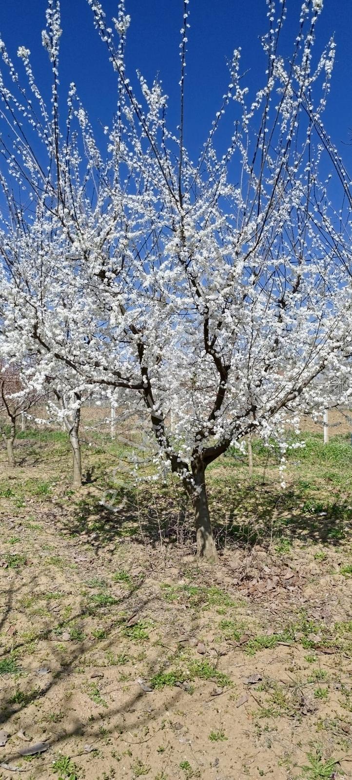 Edirne Karaağaç Mahallesinde Satılık Ceviz Bahçesi - Görsel 22