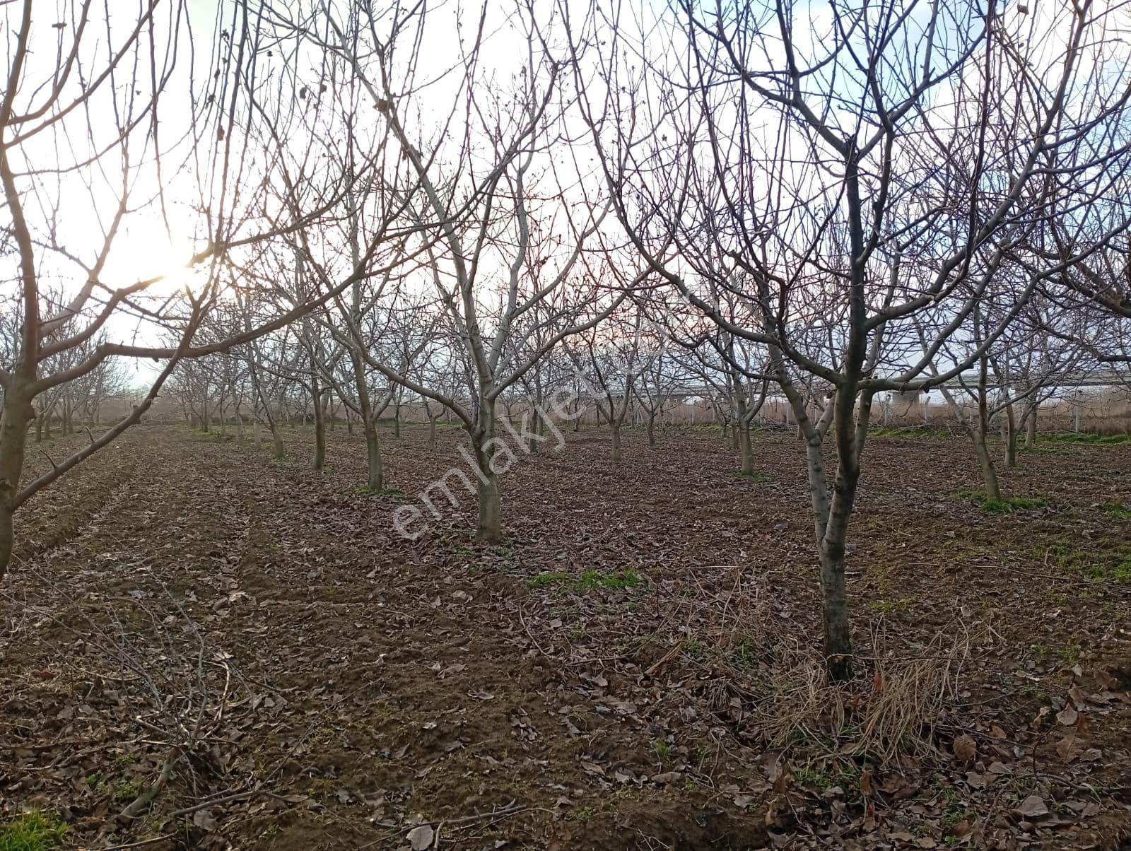 Edirne Karaağaç Mahallesinde Satılık Ceviz Bahçesi - Görsel 33