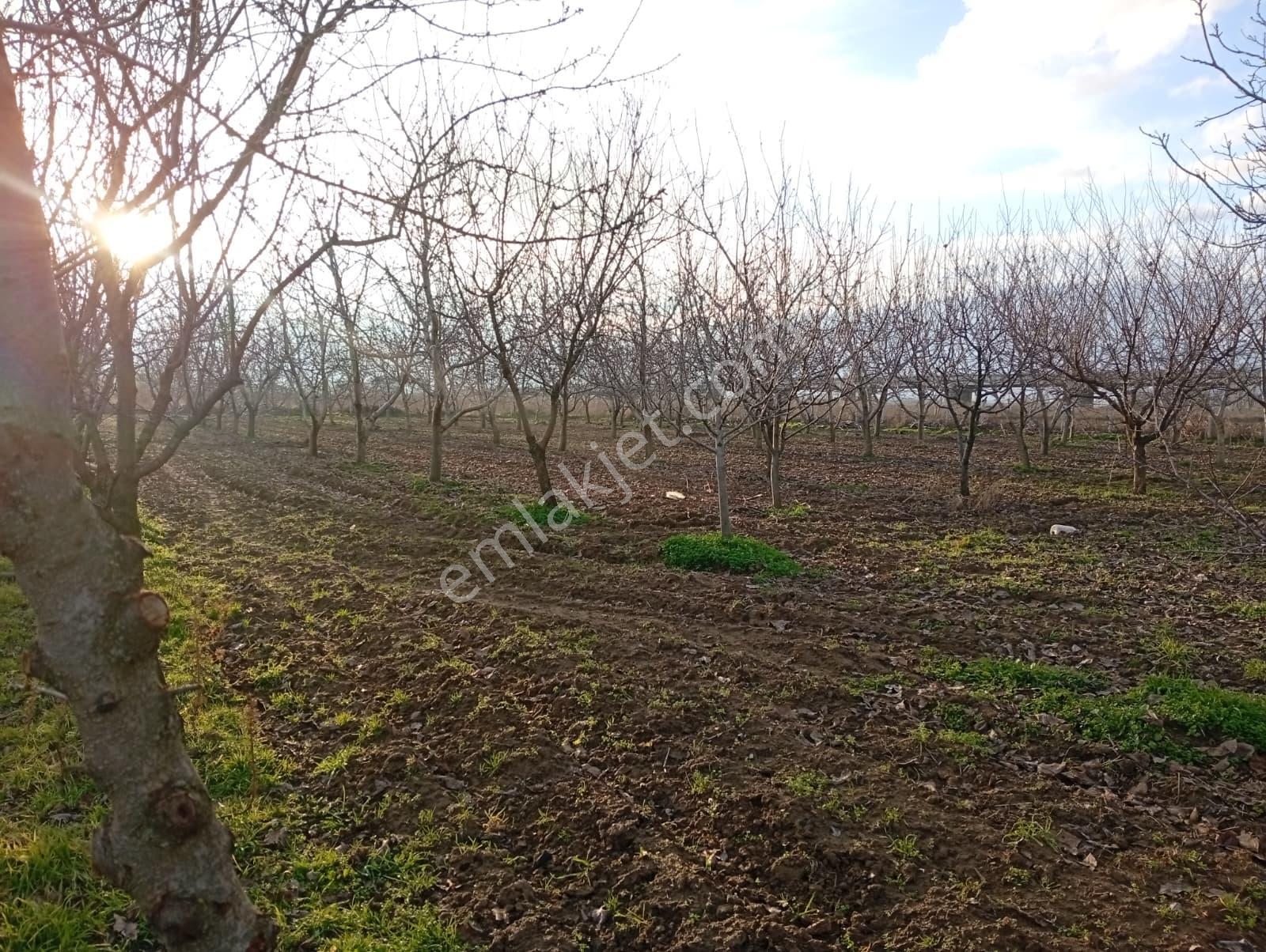 Edirne Karaağaç Mahallesinde Satılık Ceviz Bahçesi - Görsel 30
