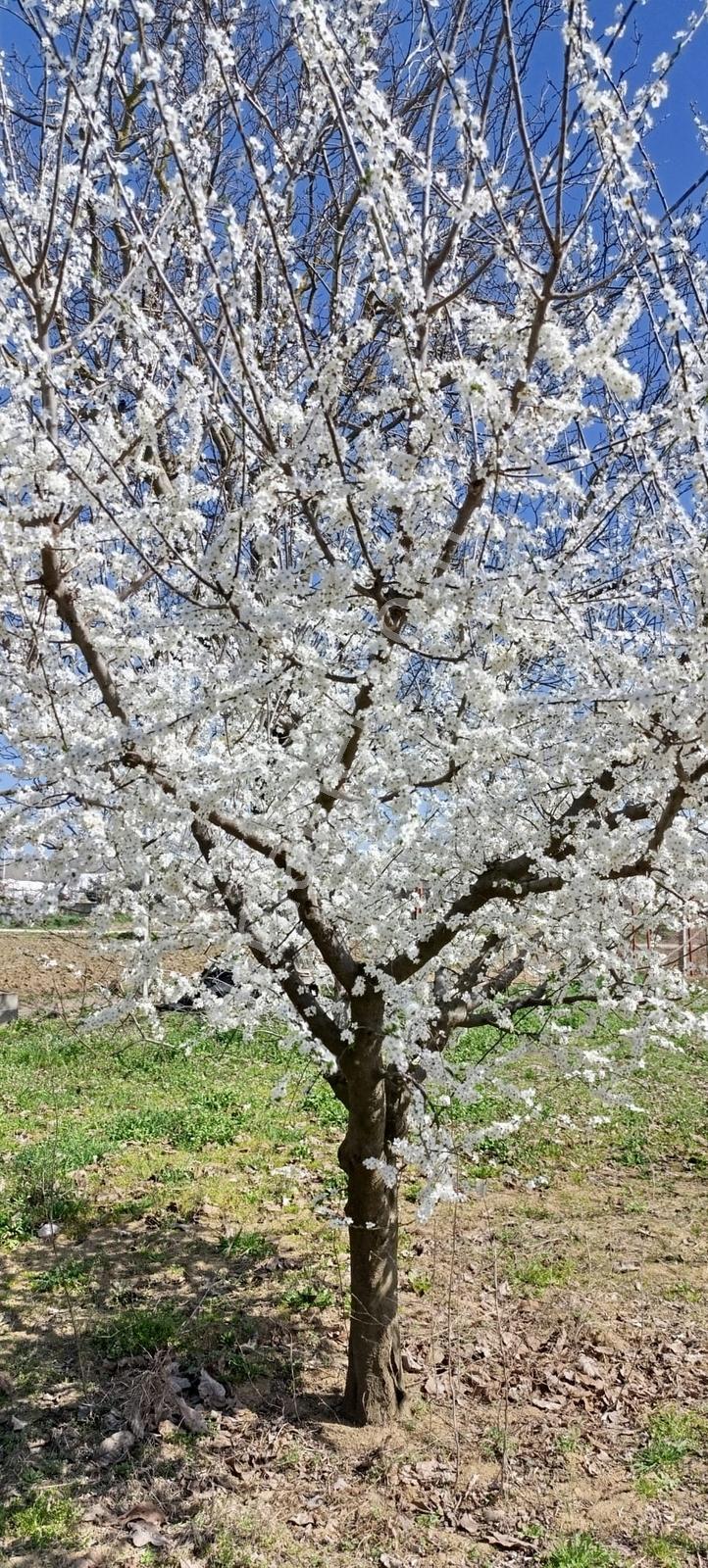 Edirne Karaağaç Mahallesinde Satılık Ceviz Bahçesi - Görsel 26