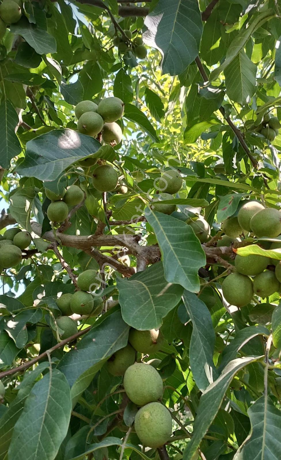 Edirne Karaağaç Mahallesinde Satılık Ceviz Bahçesi - Görsel 24