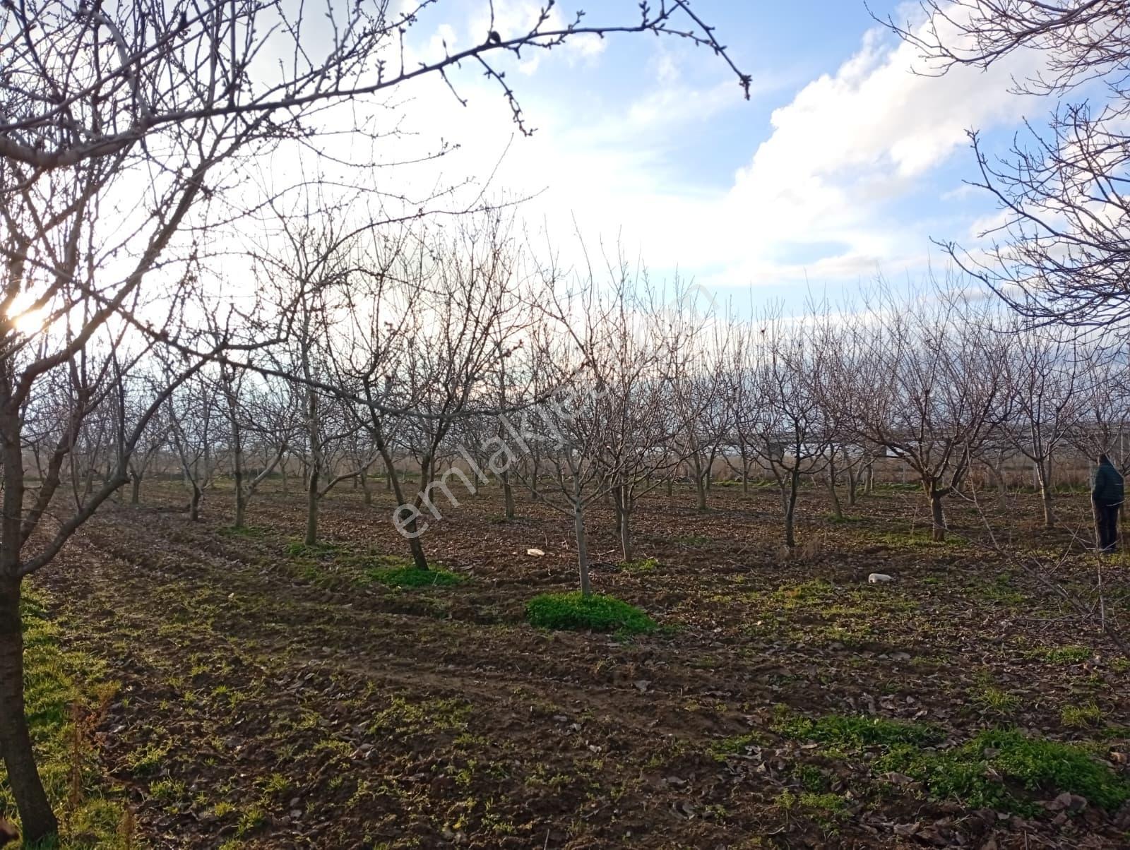 Edirne Karaağaç Mahallesinde Satılık Ceviz Bahçesi - Görsel 4