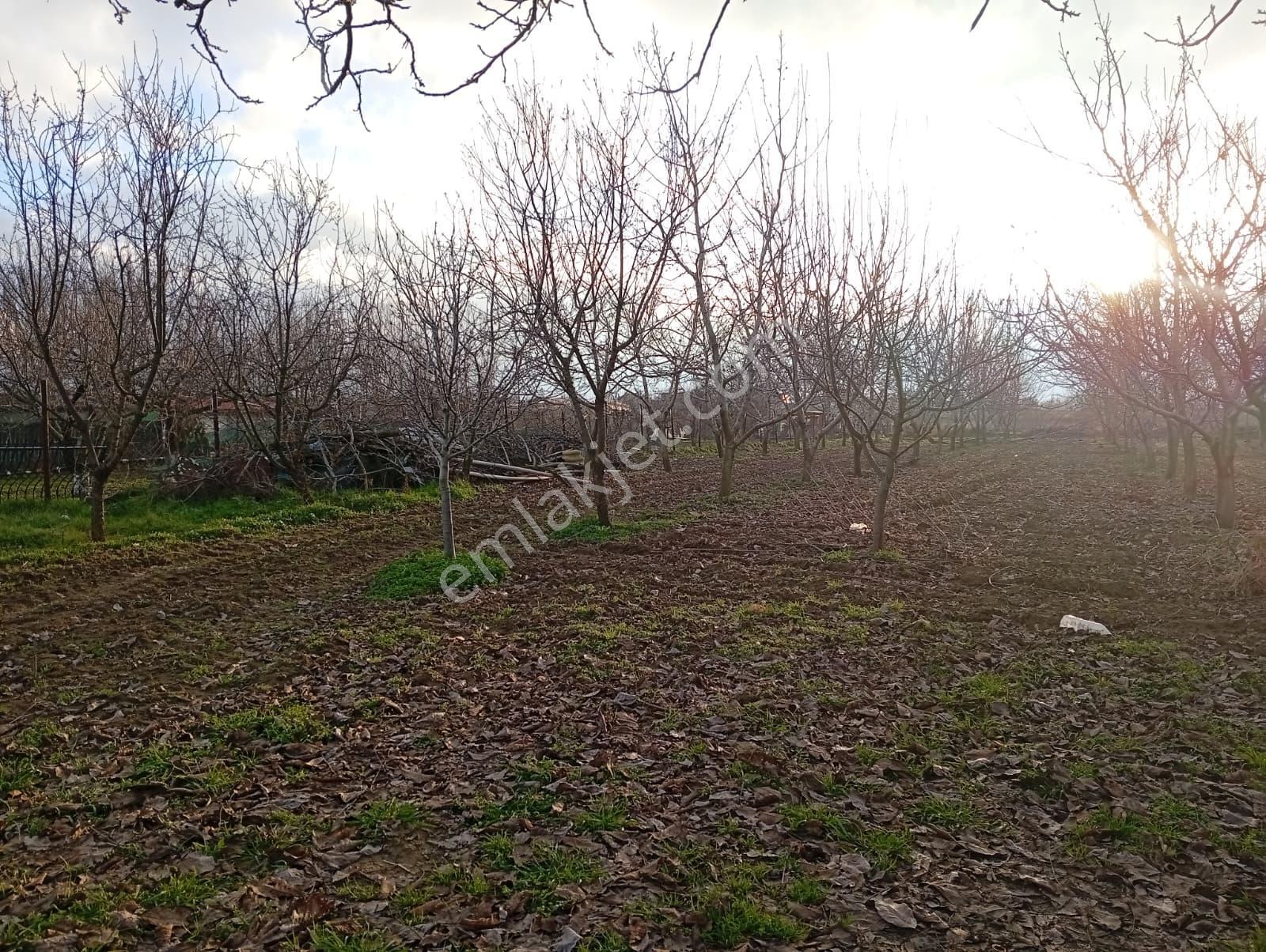 Edirne Karaağaç Mahallesinde Satılık Ceviz Bahçesi - Görsel 17